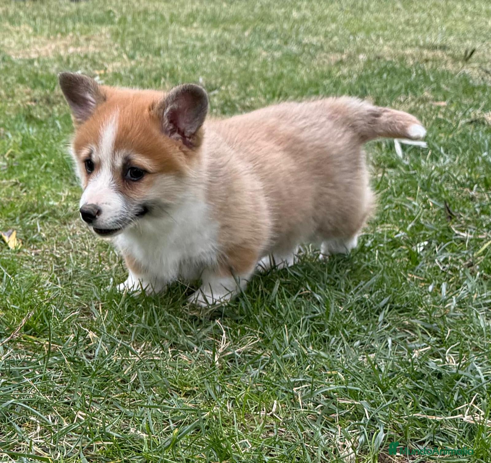 Welsh Corgi Pembroke perros en venta: cachorros Corgi familiar niños Valencia madrid - Anuncio 2