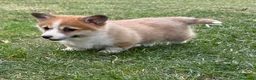 Welsh Corgi Pembroke perros en venta: cachorros Corgi familiar niños Valencia madrid - Anuncio 1