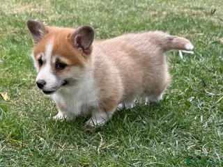 Welsh Corgi Pembroke perros en venta: cachorros Corgi familiar niños Valencia madrid - Anuncio 2