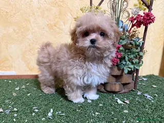 Maltipoo perros Maltipoo - Anuncio 1