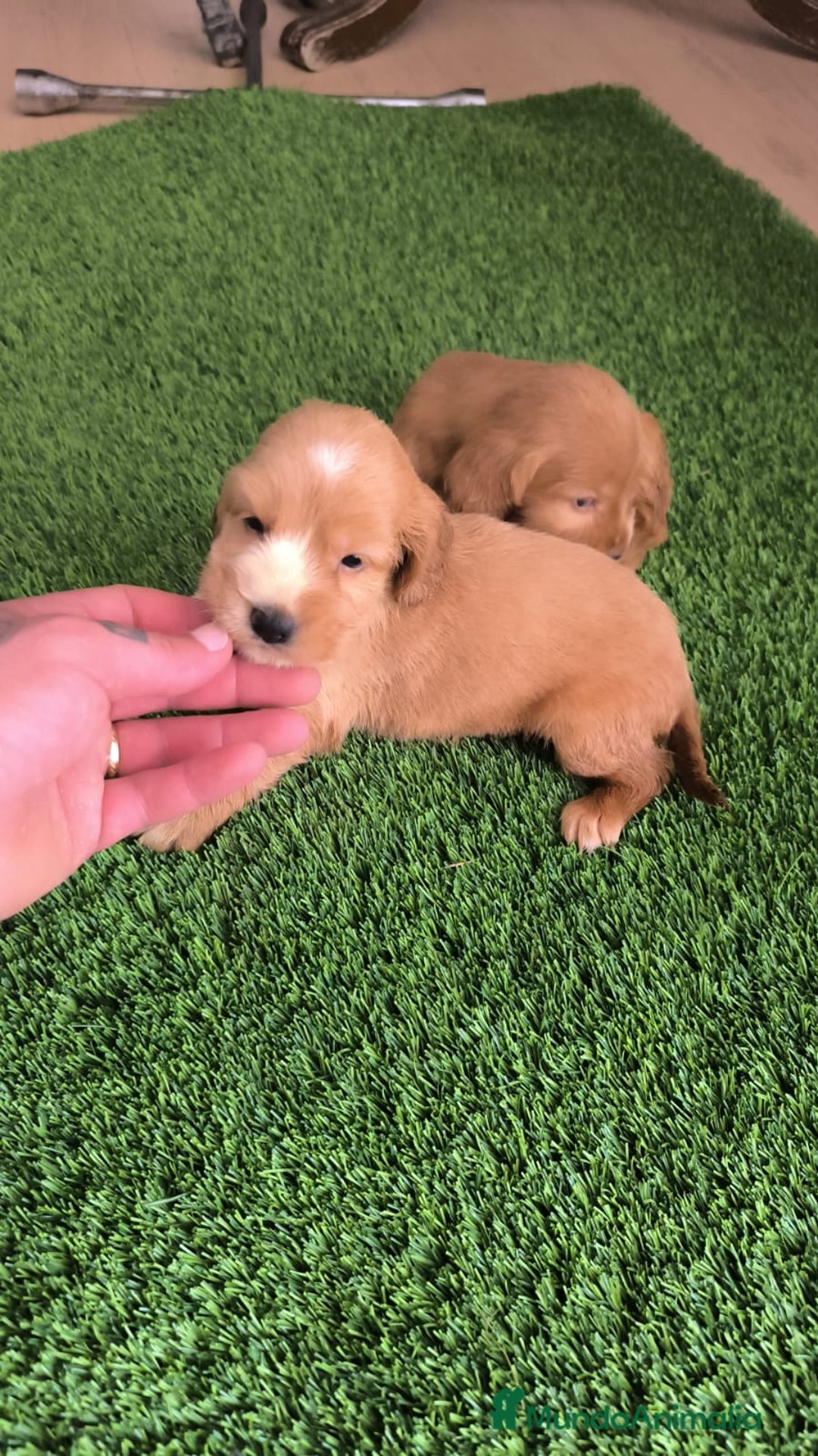 Cocker Spaniel Americano perros en venta: Cocker hembras pura raza  - Imagen 2