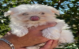 Bichón Maltés perros en venta: Bichon maltés coreana  - Imagen 3