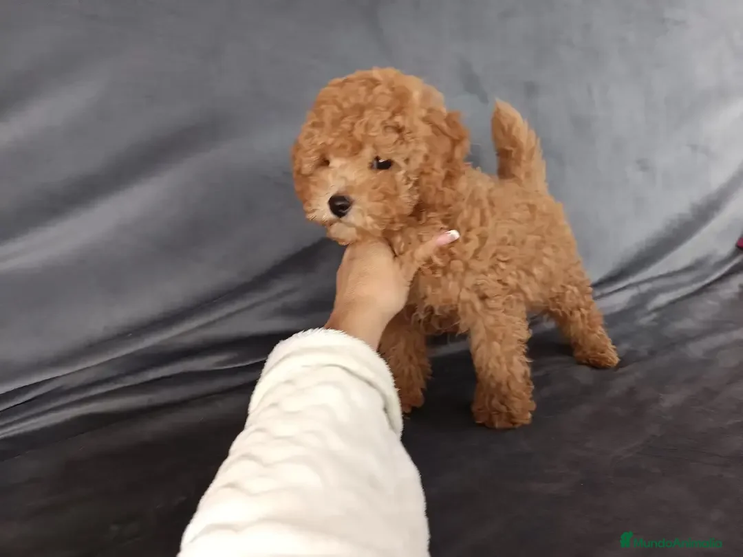 Caniche Toy perros en venta: Caniche toy en Badajoz - Imagen 3