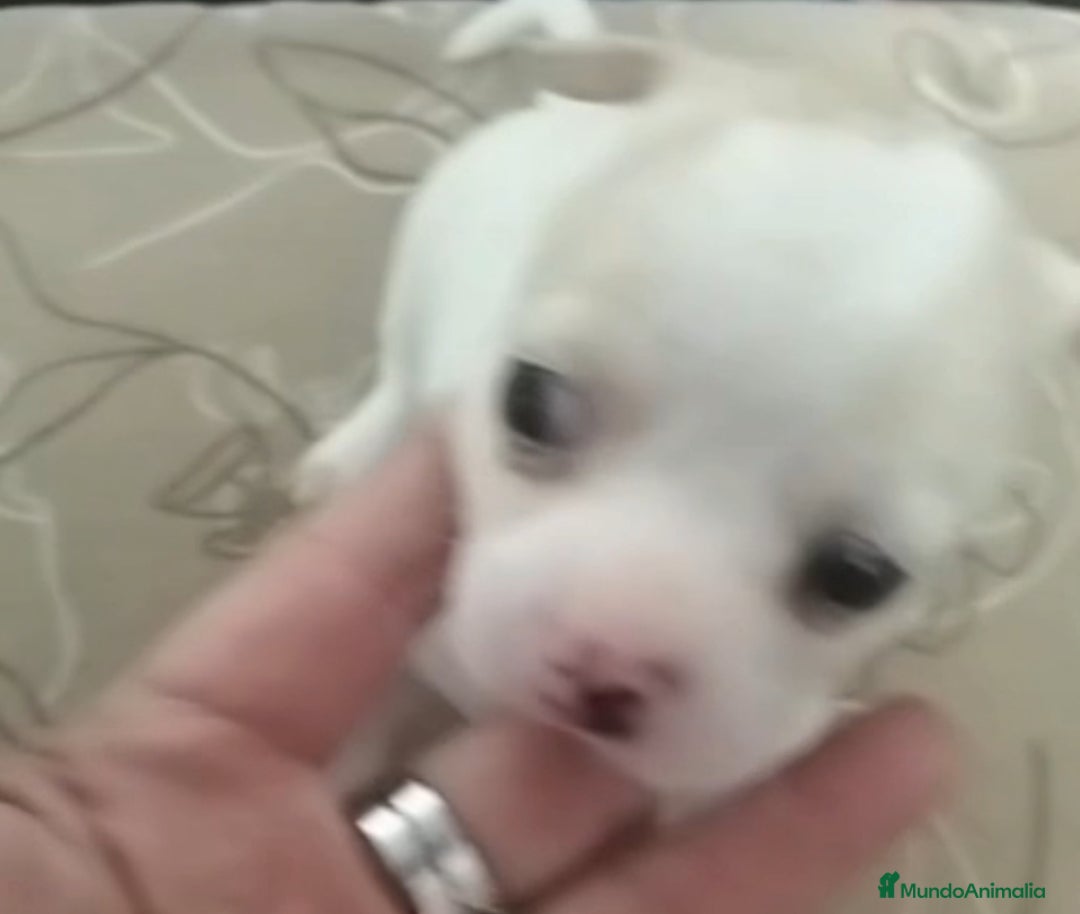 Chihuahua perros en venta: Chihuhua blanco - Anuncio 1