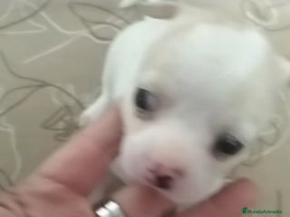 Chihuahua perros Chihuhua blanco - Anuncio 1