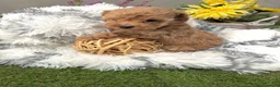 Caniche Toy perros en venta: Caniche Toy hembra apricot fotos actuales!! - Anuncio 2