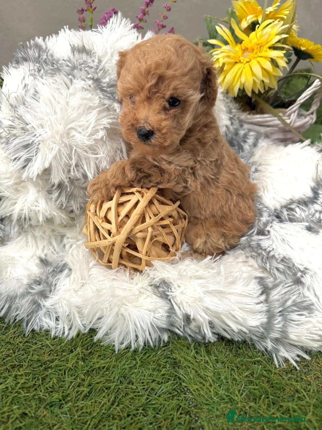 Caniche Toy perros en venta: Caniche Toy hembra apricot fotos actuales!! - Anuncio 2