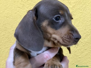 Teckel Miniatura perros en Barcelona - Anuncio 18