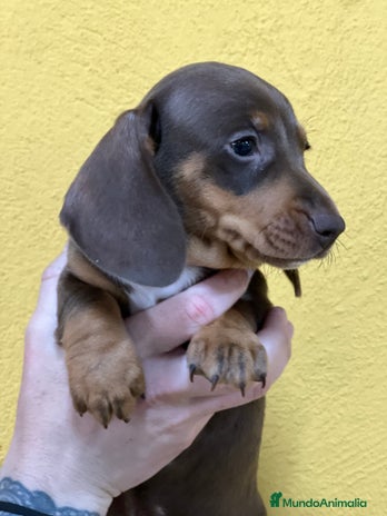 Teckel Miniatura perros en Barcelona - Anuncio 18