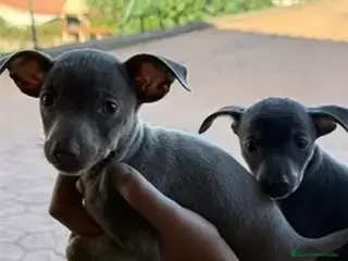 Pinscher Miniatura perros Mini Pinscher color isabelita✨ - Anuncio 3