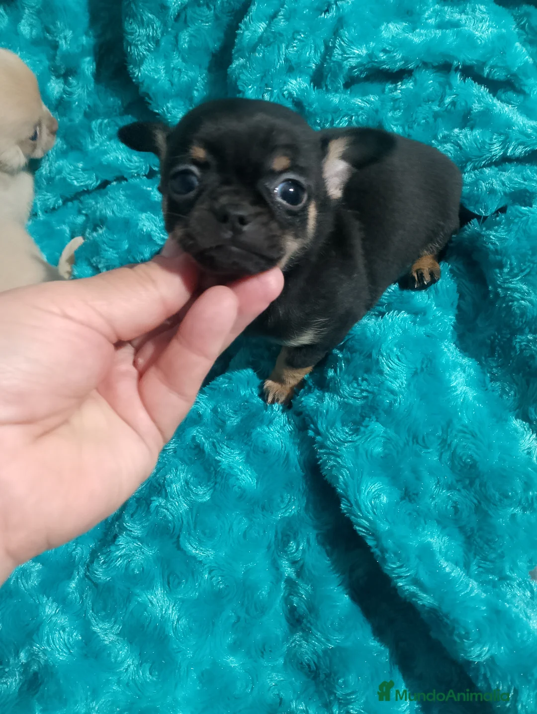 Chihuahua perros en venta: lilac con ojos grises y negros tricolor  - Anuncio 6