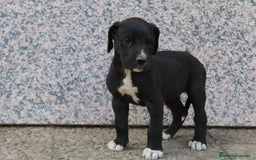 Dogo Alemán perros en venta: Dogo alemán/ gran danés  - Imagen 7