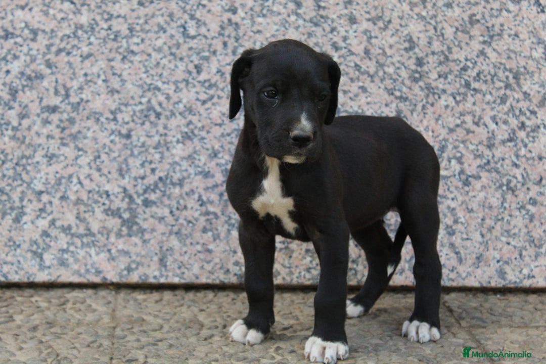 Dogo Alemán perros en venta: Dogo alemán/ gran danés  - Imagen 7
