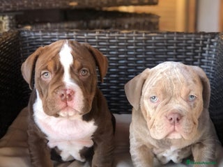 American Bully perros en Illes Balears - Anuncio 9