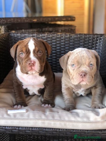 American Bully perros American Bully en Illes Balears - Anuncio 2