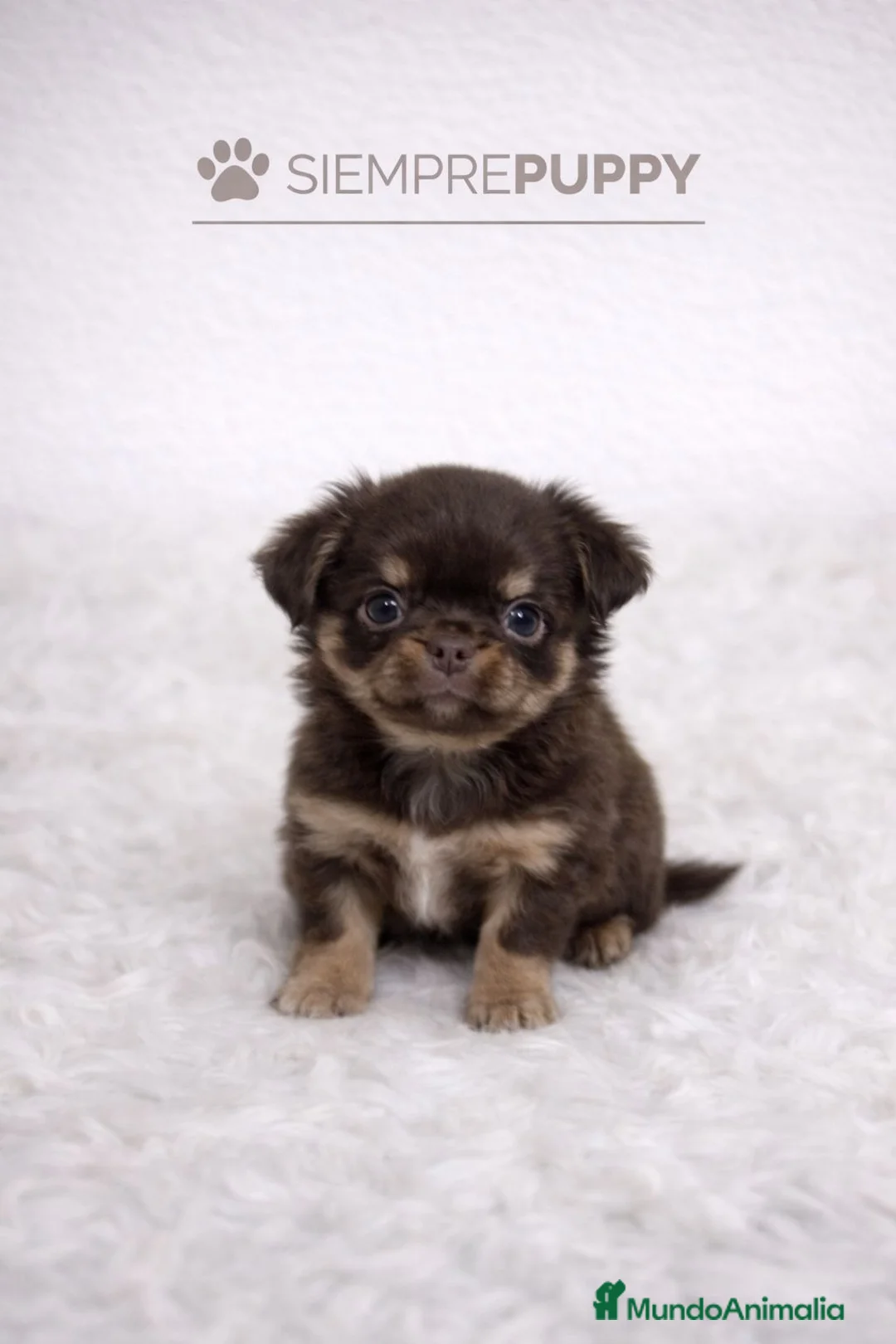 Chihuahua perros en venta: CHIHUAHUA TOY PELO LARGO - Anuncio 1