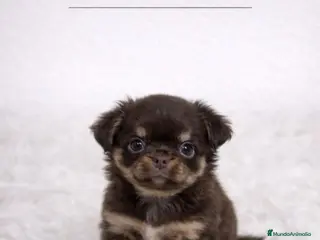 Chihuahua perros CHIHUAHUA TOY PELO LARGO - Anuncio 1