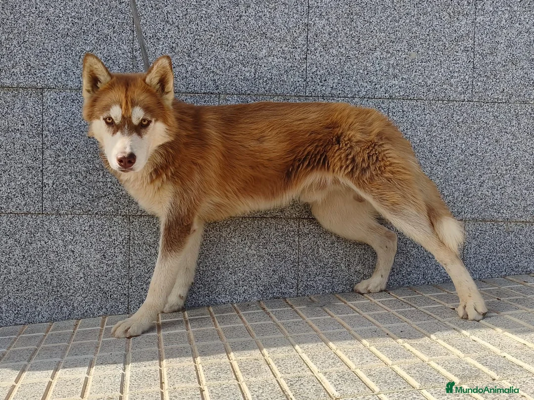 Husky Siberiano perros en venta: HUSKY SIBERIANO MACHO (5 meses) - Anuncio 2