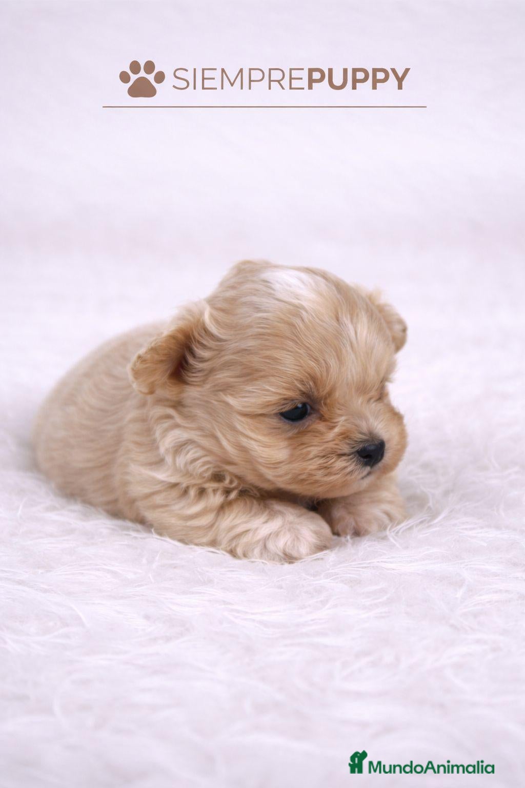 Maltipoo perros MALTIPOO MINI TOY - Anuncio 3