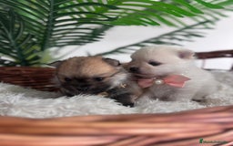 Pomerania perros en venta: POMERANIA HEMBRAS - Imagen 6