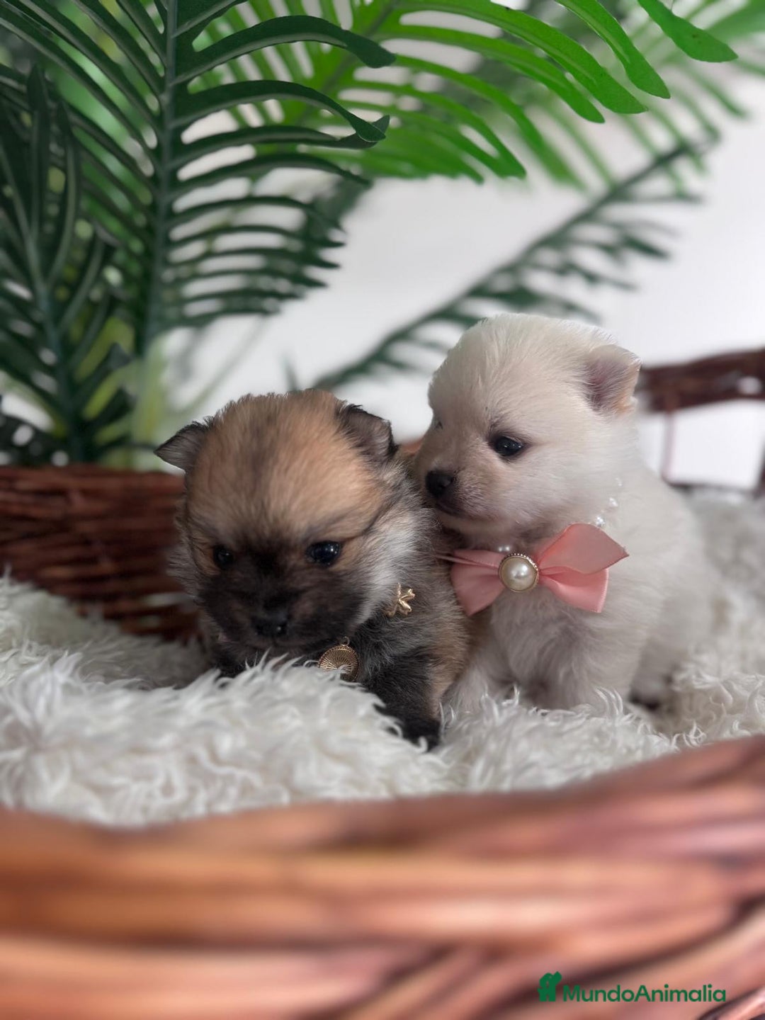 Pomerania perros en venta: POMERANIA HEMBRAS - Imagen 6