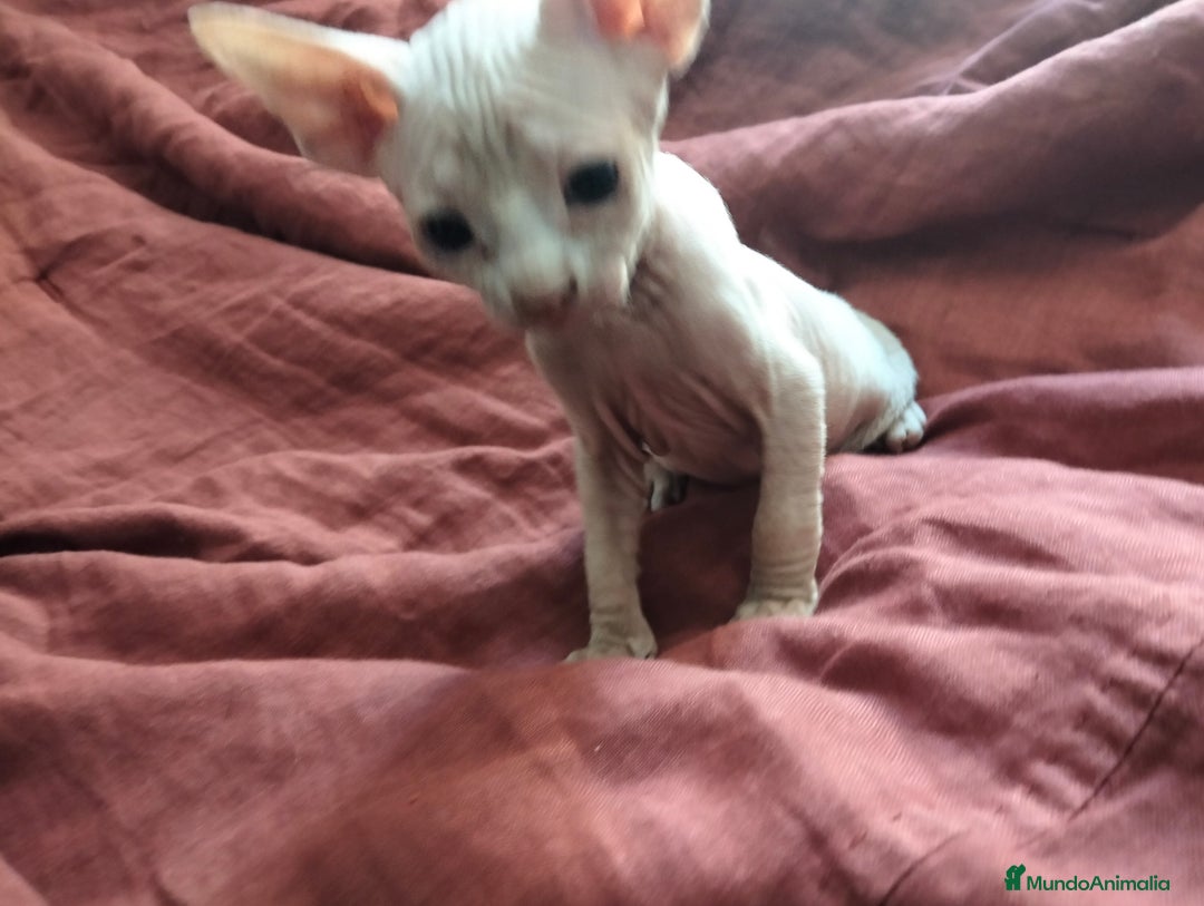 Sphynx gatos en venta: Preciosa camada Sphynx  - Imagen 3