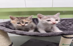 Otras razas gatos en venta: Gatitos  - Imagen 1
