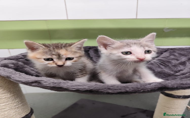 Otras razas gatos - Propaganda 1
