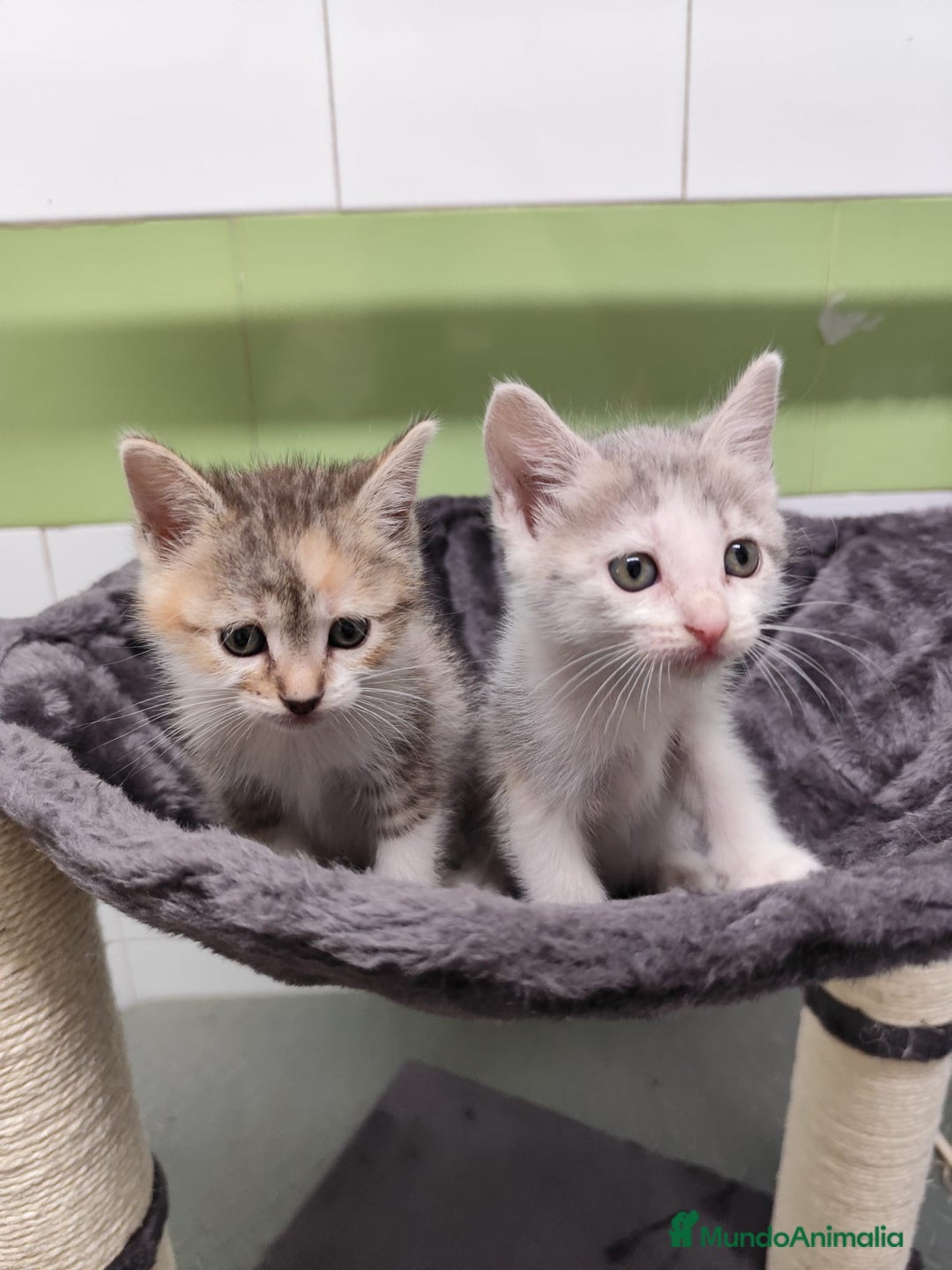 Otras razas gatos en venta: Gatitos  - Imagen 1