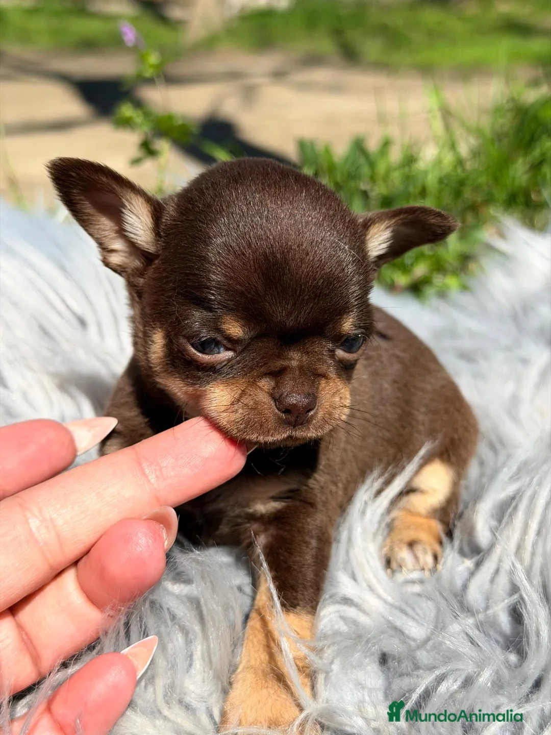 Chihuahua perros en venta: CHIHUAHUA MINI TOY LÍNEA RUSA - Anuncio 2