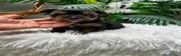 Yorkshire Terrier perros en venta: YORKSHIRE TERRIER MACHO - Anuncio 18