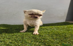 Chihuahua perros en venta: Chihuahua toy - Imagen 1