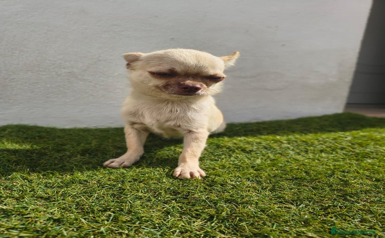 Chihuahua perros - Propaganda 16
