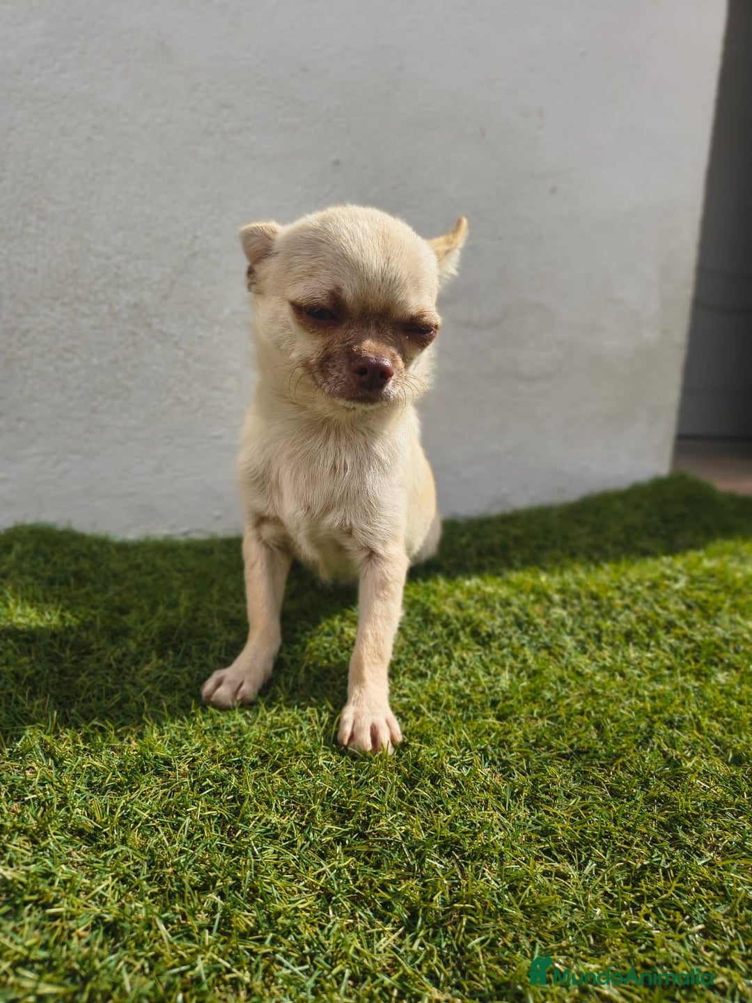 Chihuahua perros en venta: Chihuahua toy - Imagen 1