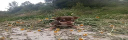 Chihuahua perros en venta: CHIHUAHUAS CABEZA DE MANZANA  - Anuncio 17