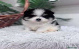 Pomerania perros en venta: POMERANIA HEMBRA - Imagen 10