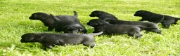 Labrador Retriever perros en venta: Cachorros de Labrador Retriever Negros - Anuncio 1