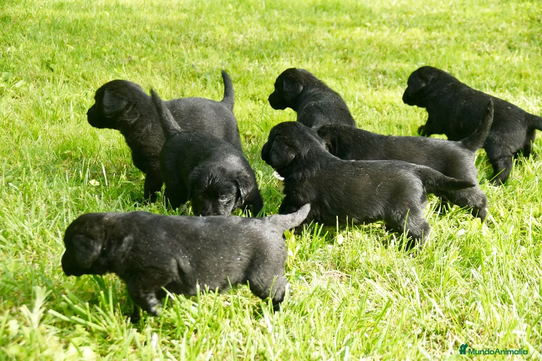 Labrador Retriever perros en venta: Cachorros de Labrador Retriever Negros - Anuncio 1