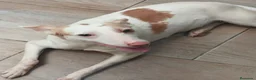 Podenco Andaluz perros en venta: Podenca andaluz  - Anuncio 5