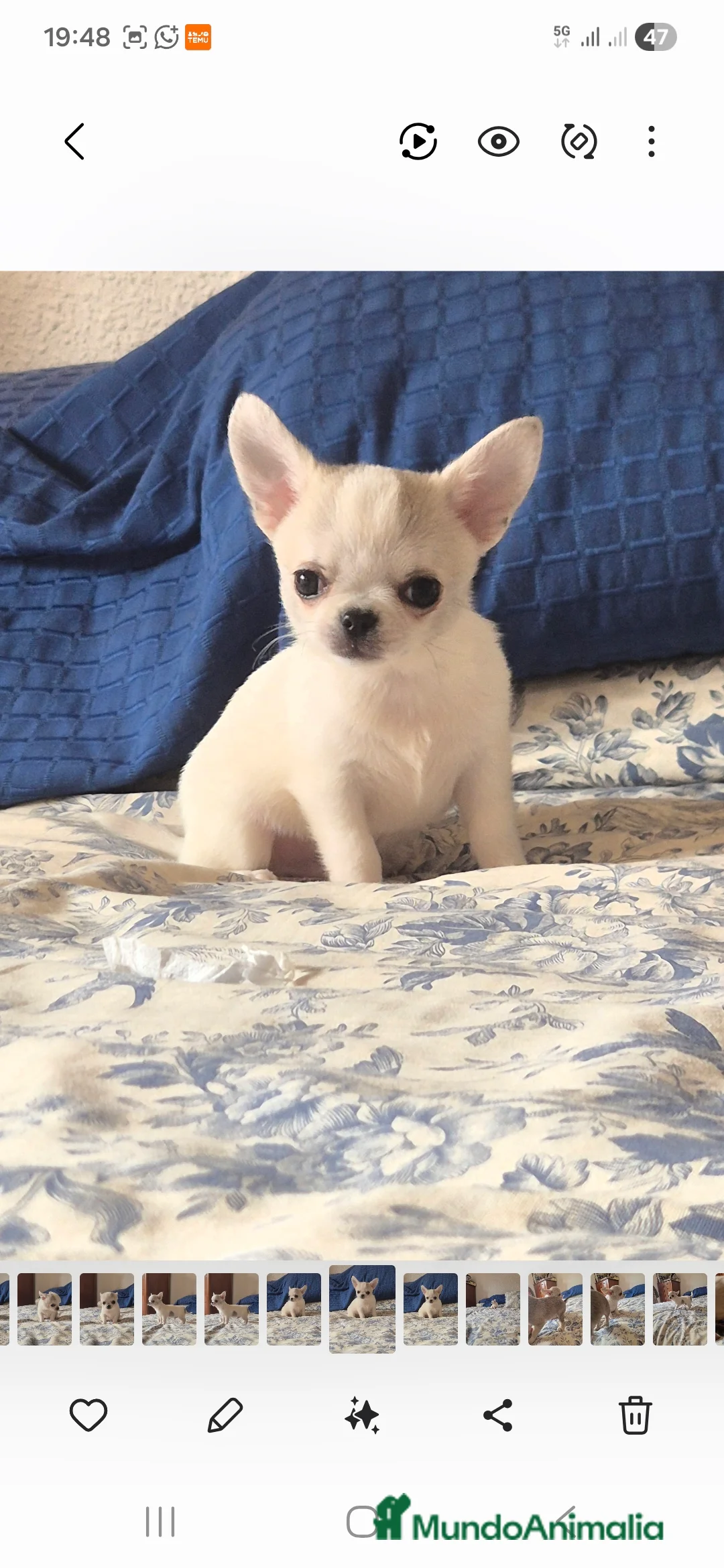 Chihuahua perros en venta: Cachorros de chihuahua - Anuncio 1