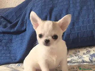 Chihuahua perros Cachorros de chihuahua - Anuncio 6