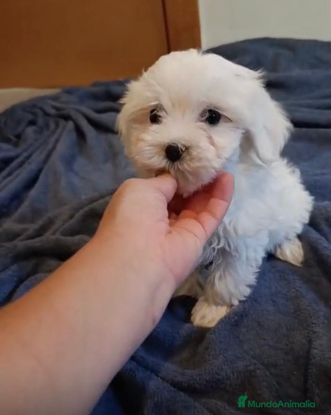 Bichón Maltés perros en venta: Bichon maltés toy  - Imagen 7