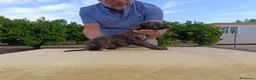 Galgo Español perros en venta: camada galgo español - Anuncio 5