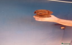 Caniche Toy perros en venta: ‼️CANICHE HEMBRA TOY ROJA 50% ASIÁTICA - Imagen 3