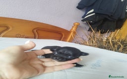 Chihuahua perros en venta: Chihuahua hembra micro toy  - Imagen 9