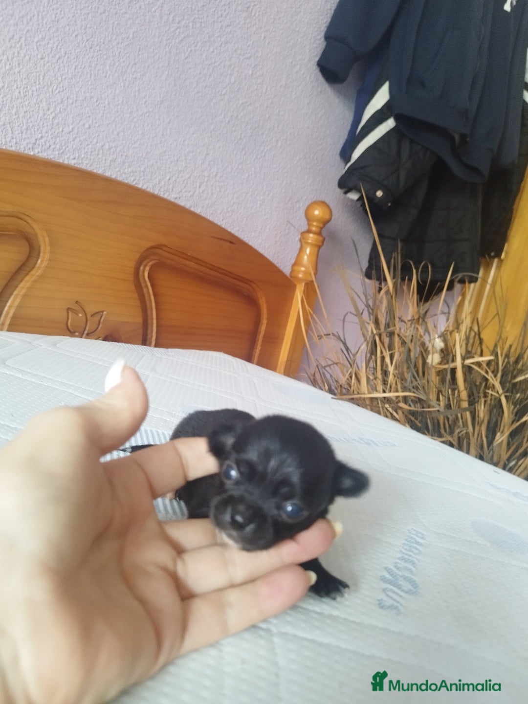 Chihuahua perros en venta: Chihuahua hembra micro toy  - Imagen 9