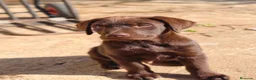 Labrador Retriever perros en venta: Labrador retriever chocolate  - Anuncio 4