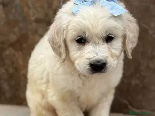 Golden Retriever perros Golden Retriever disponible - Anuncio 11