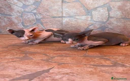 Sphynx gatos en venta: Cachorros de gato sphynx  - Imagen 5