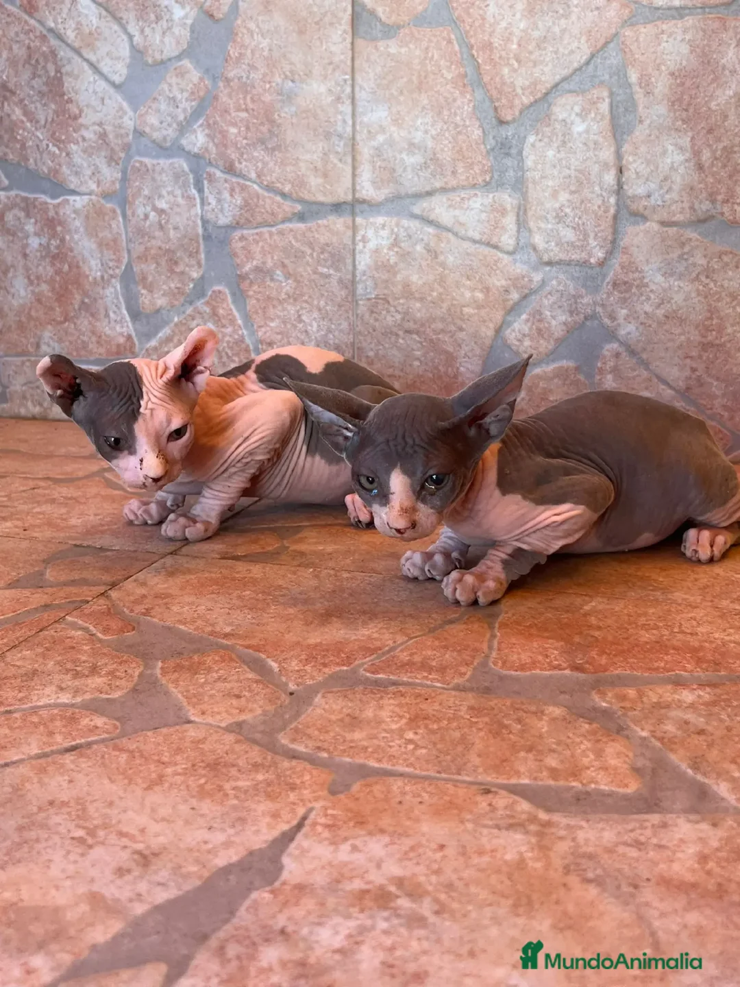 Sphynx gatos en venta: Cachorros de gato sphynx  - Imagen 5